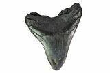 Bargain, Fossil Megalodon Tooth - Georgia #151574-2